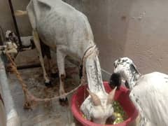 dodh wali bakri