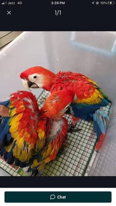 red macaw parrot chicks for sale call number 03451481697