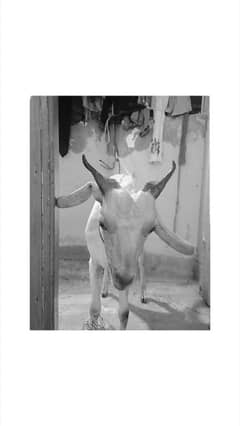 bakra