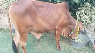 Qurbani