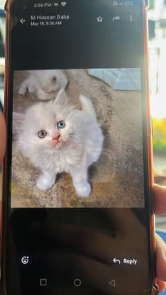 Persian kitten odd eye