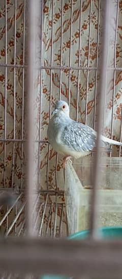 dove