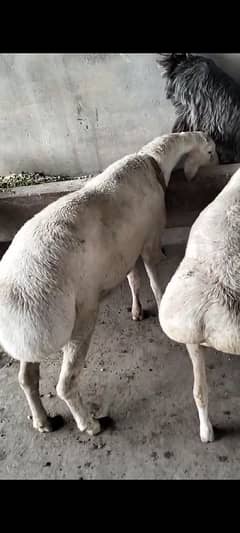 Dumba pair .  with Desi diet