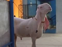 Dumba, Pure Khajla, Best Price In Karachi