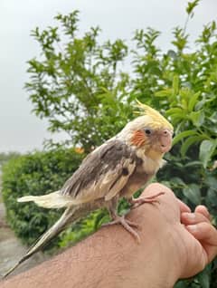 Hand Tame Cocktail parrot