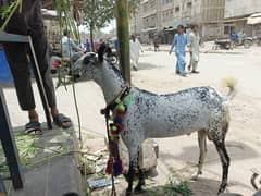 Bakra for sale  4 daant ka ha Ando ha