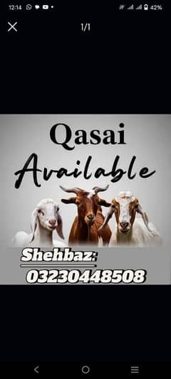 qasaab
