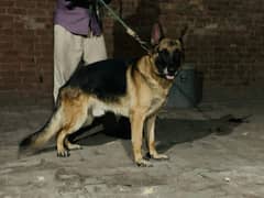 German shepherd GSD for matting/stud/Breeding only