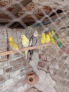 Australian perat for urgent sale,. . or red eyes pathy b available hen