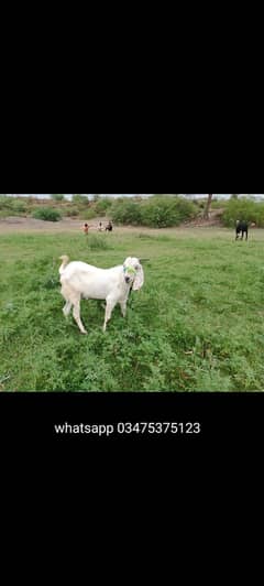 Bakra for sale