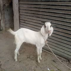 khassii bakraa 2 dant