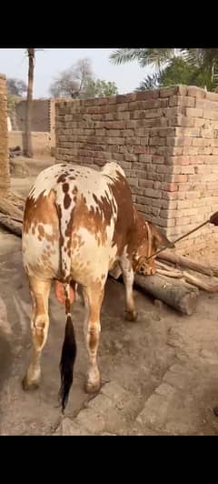 kheera