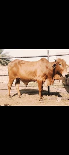 Qurbani