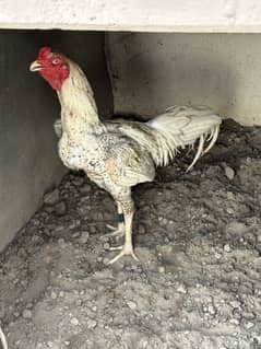Shamo aseel breed healthy cook available
