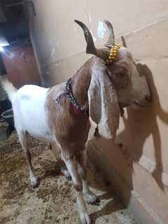 Rajan pori Bakra jori 03132173405