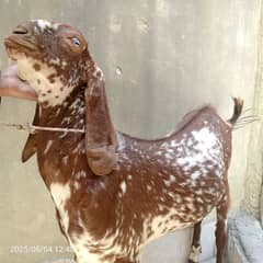makhi cheni / Desi Bakra / qurbani goat /  بکرا / eid qurbani