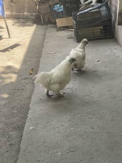 Silkie pair 1 year old