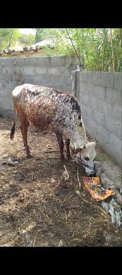 qurbani