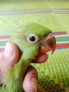 1.5 month chick khata parrot active 100