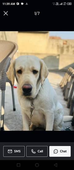 Labrador British male