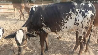 bachiya for sell