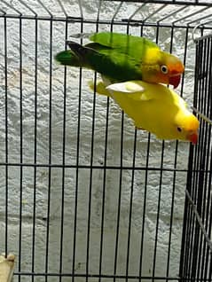 Opline and other Quality Love birds