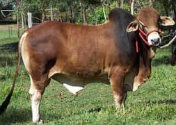 Qurbani Ka Expert Qasai – Ab Aapke Saath!