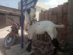 goats ( bakra)