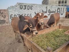 cow/ qurbani k liye ghr k healthy janwar