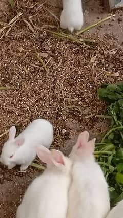 angora or desi mix breed
