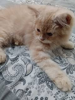 Persian cat pair