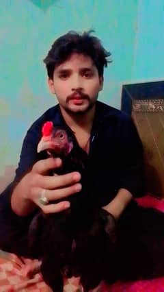 Mianwali Aseel original breed