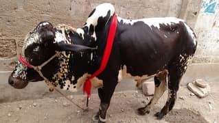Cow and Goat ki Qurbani k liy booking krway