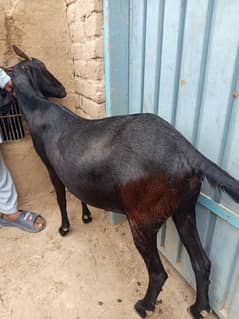 Qurbani
