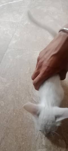 White Cute kittten