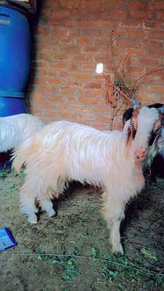 phari bakra