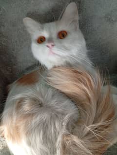 Himalayan