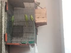 bridar pir our bachaa manth ka tame ha cage ka sat