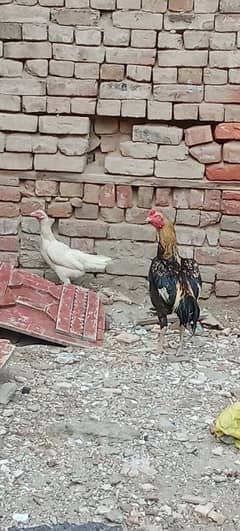 Aseel pair for sale