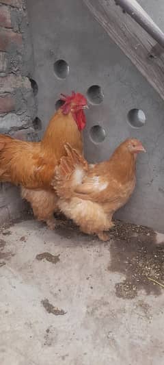 Golden buff beautiful pair