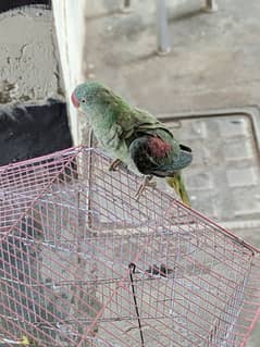 hand tame raw parrot with talking