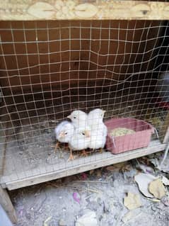 German Shamo | Thai Chicks | Shamo chicks | White Shamo | King Shamo