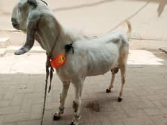 Anar Bakra For Sale h