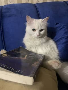 Russian female cat age 2.5 years