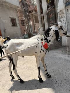 Goat for sale one year 2 daant