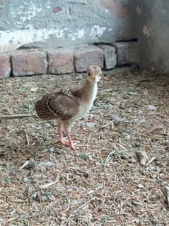 Peacock