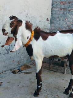 desi bakra for sale contact whatsap 0312.4710588