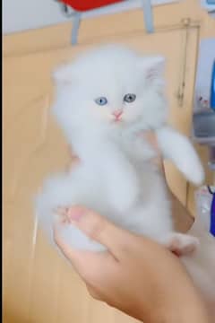 Persian cat for sale male or female my WhatsApp03286487884