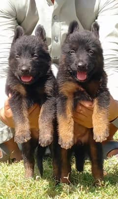 German Shepherd Long Coat Puppies For Sale