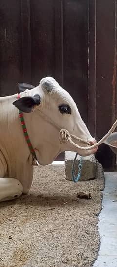 White Fateh jangi Wehra |  White Donda | Qurbani 2025